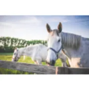 Logo für den Job Technisches Marketing - Veterinärdiagnostik (m/w/d)